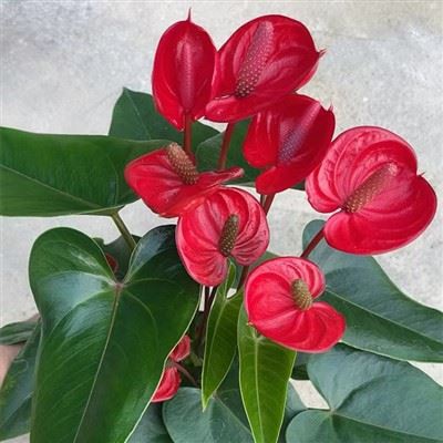 Top 10 palms plant Suppliers in China