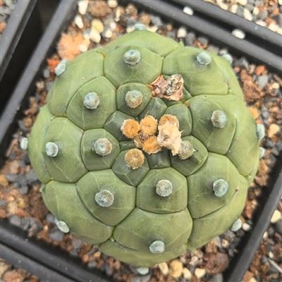 Astrophytum Asterias Cv Kikkos Turtle Shell