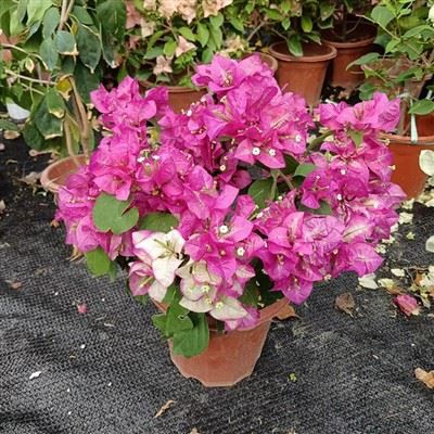 Bougainvillea Wajid Red
