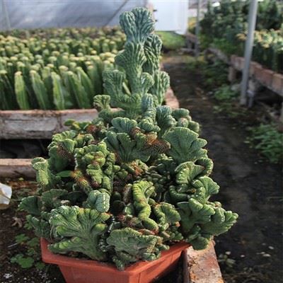 Cereus Peruvianus F. Monster Crested