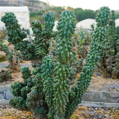 Cereus SP Forma Monstrosa