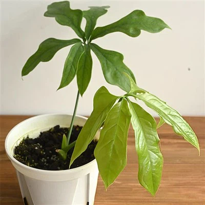 Clavigerum Anthurium