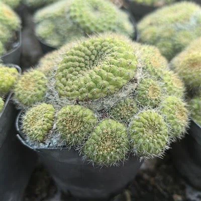 Echinocactus Minusculus
