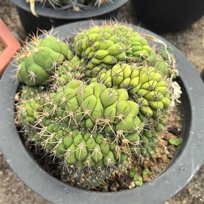 Gymnocalycium Saglionis Cristata