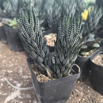 Can haworthia plant be used in floral arrangements?