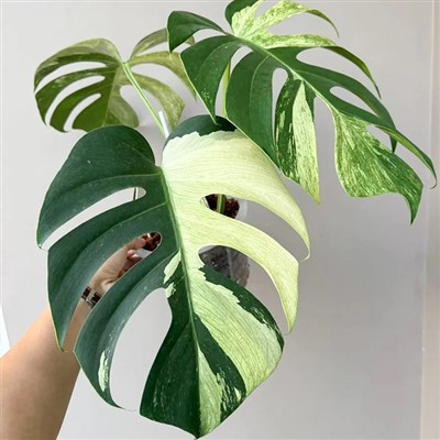 Monstera Mint Variegated