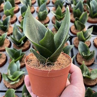 Sansevieria Trifasciata 'Hahnii Jade'