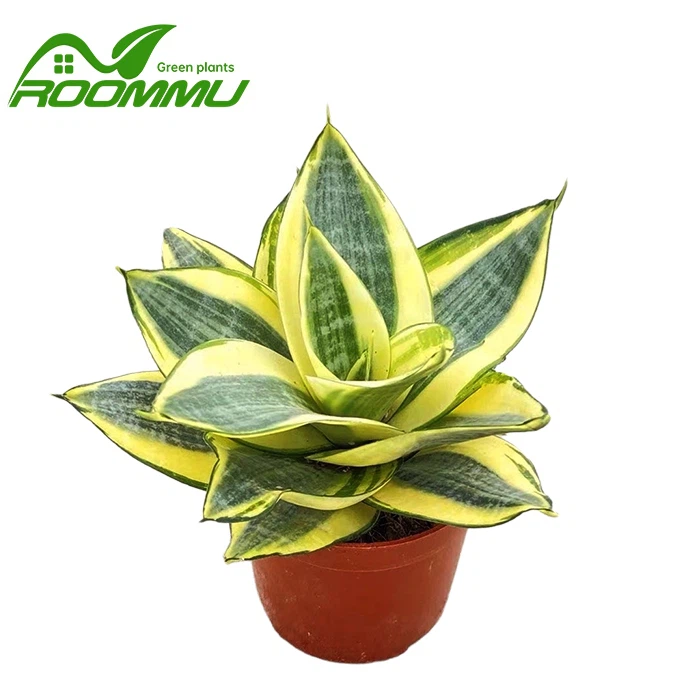 Sansevieria Trifasciata 'Golden Hahnii' Plant