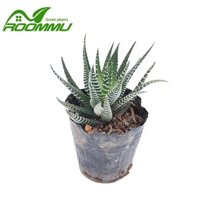 Haworthia 'Royal Albert' Plant
